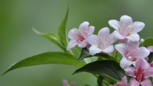锦带花,锦带花图片