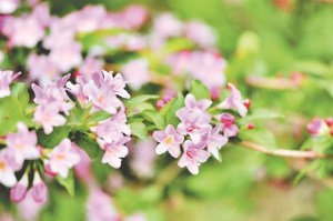 锦带花,锦带花图片