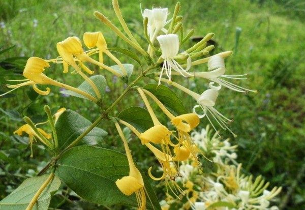金银花,金银花图片