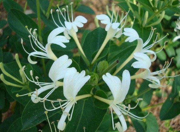 金银花,金银花图片