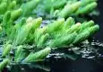 金鱼藻图片