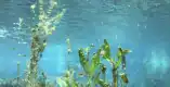 菹草图片