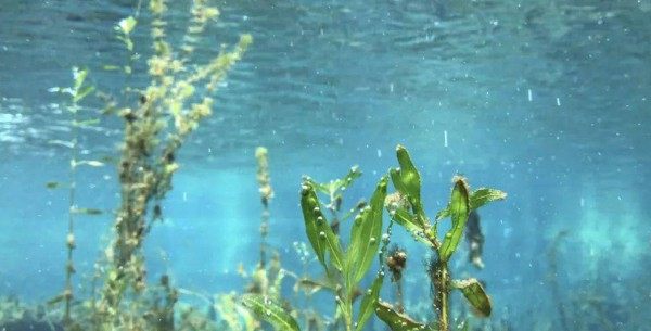 菹草,菹草图片