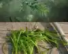 菹草图片