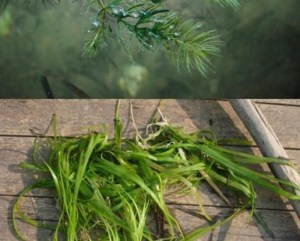 菹草,菹草图片