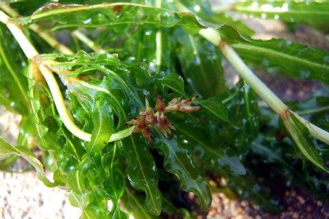 菹草,菹草图片