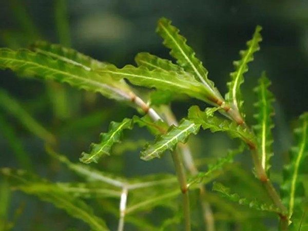 菹草,菹草图片