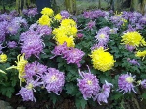 菊花,菊花图片