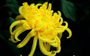 菊花,菊花图片