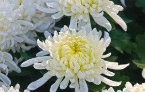 菊花,菊花图片