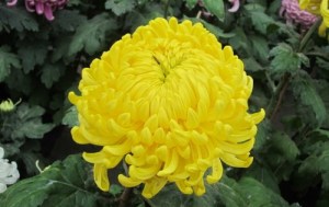 菊花,菊花图片