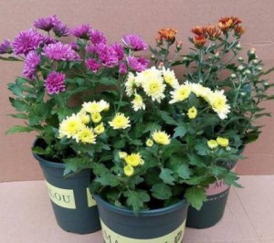 菊花,菊花图片