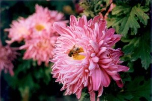 菊花,菊花图片