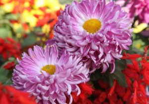 菊花,菊花图片