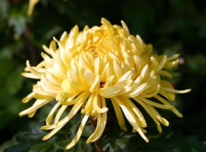 菊花,菊花图片