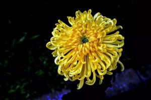 菊花,菊花图片