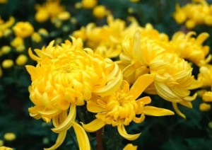 菊花,菊花图片