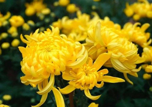 菊花,菊花图片
