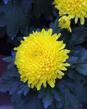 菊花,菊花图片