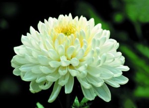菊花,菊花图片