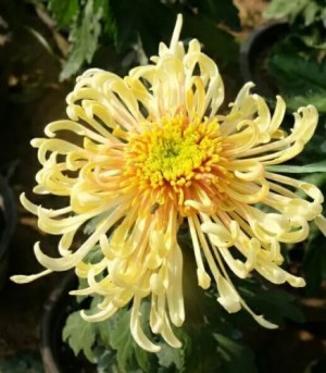菊花,菊花图片