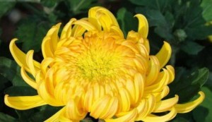 菊花,菊花图片