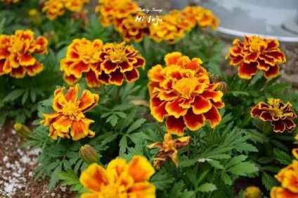 孔雀草,孔雀草图片