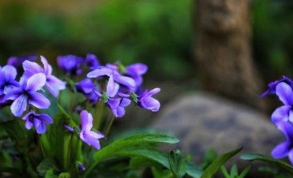 苦地丁,苦地丁图片