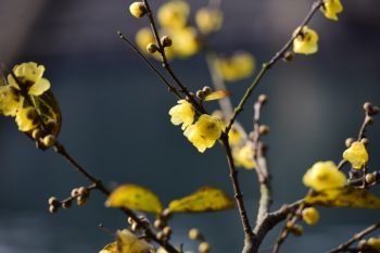 腊梅花卉图片