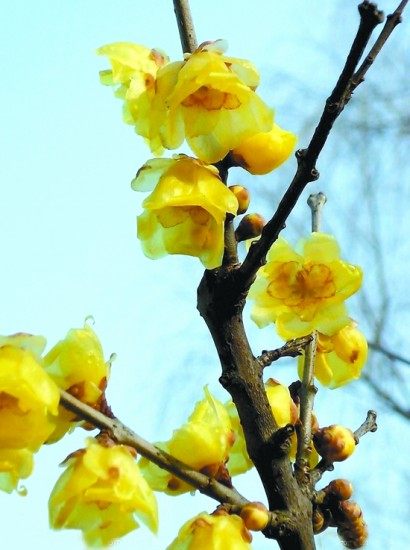 腊梅,腊梅图片