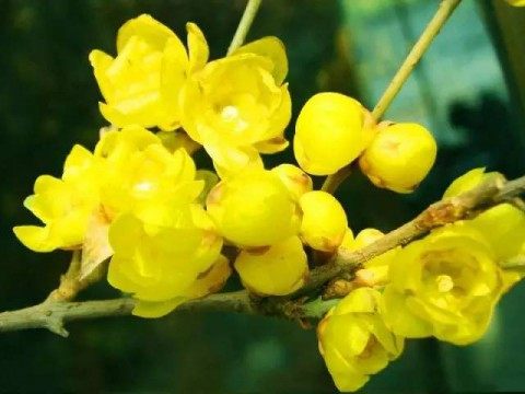 腊梅,腊梅图片
