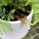 狼尾蕨图片