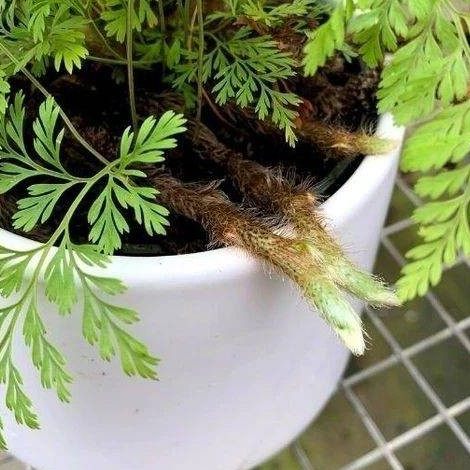 狼尾蕨,狼尾蕨图片