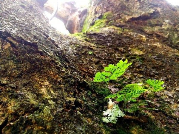 狼尾蕨,狼尾蕨图片