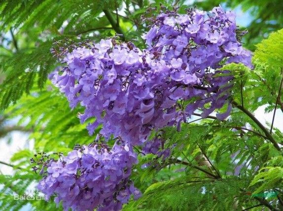 蓝花楹,蓝花楹图片