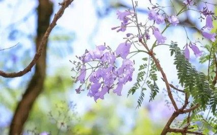 蓝花楹,蓝花楹图片