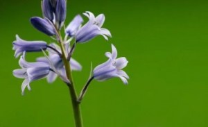 蓝铃花,蓝铃花图片