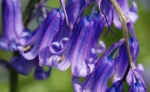蓝铃花,蓝铃花图片