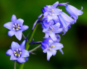 蓝铃花,蓝铃花图片