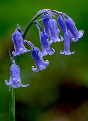 蓝铃花,蓝铃花图片