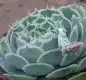 蓝丝绒图片