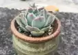 蓝丝绒图片