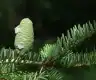 冷杉图片
