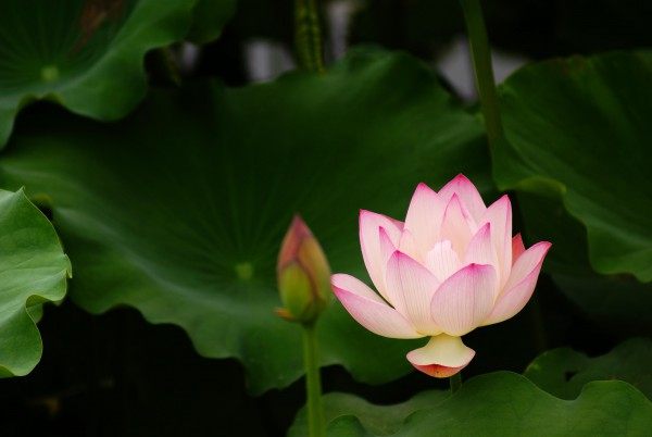 莲,莲图片