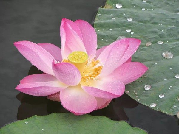 莲花,莲花图片
