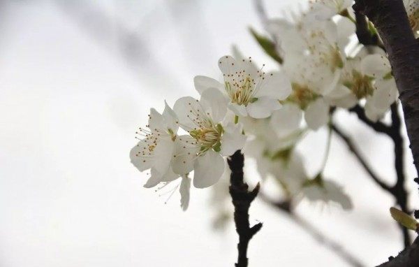 梨花,梨花图片