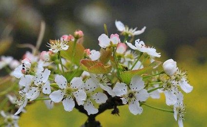 梨花,梨花图片
