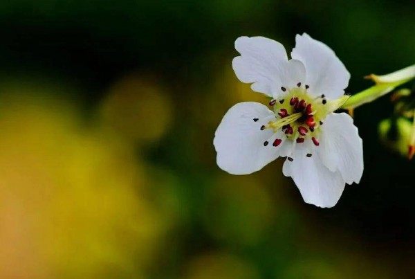 梨花,梨花图片