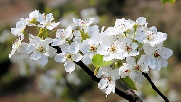 梨花,梨花图片