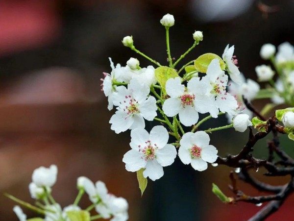 梨花,梨花图片